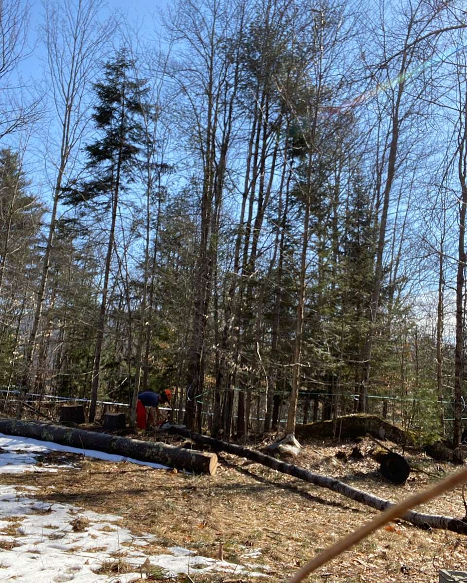 Bear Tree Sugarbush Hipcamp in Lincoln, Vermont