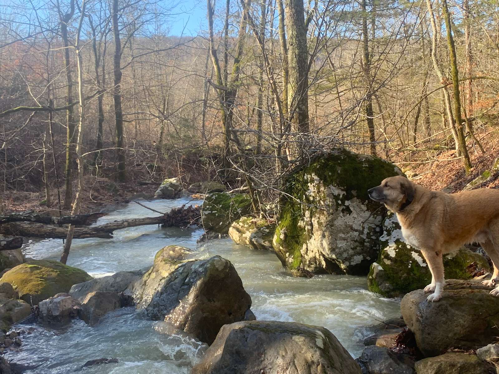 Upper Calf Lower Calf Creek Falls Camping Utah S Canyons Of The