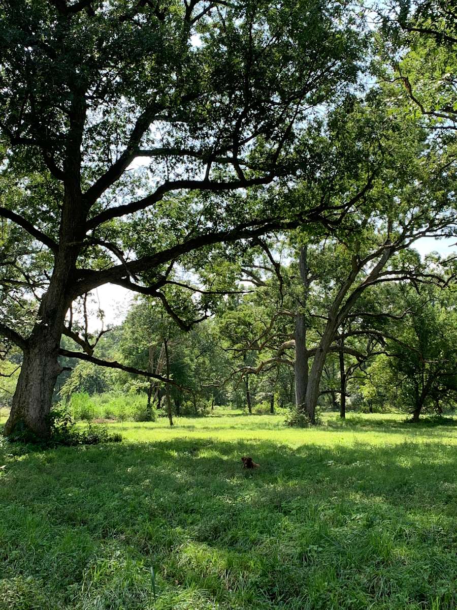 Bear Bottom Ranch - Hipcamp in Yorkville, Illinois