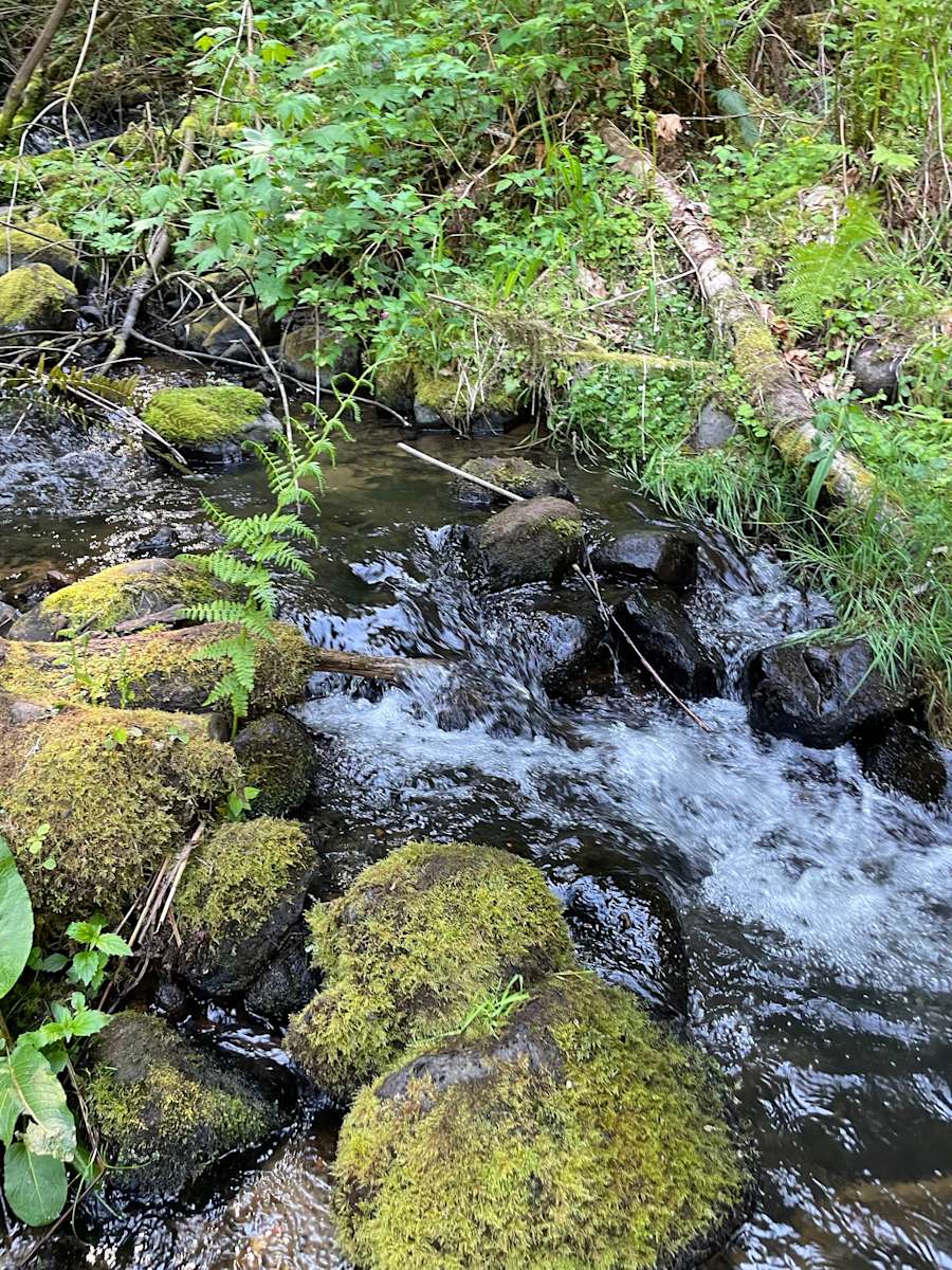 Favorite Creek Campground Hipcamp in Westport, Oregon