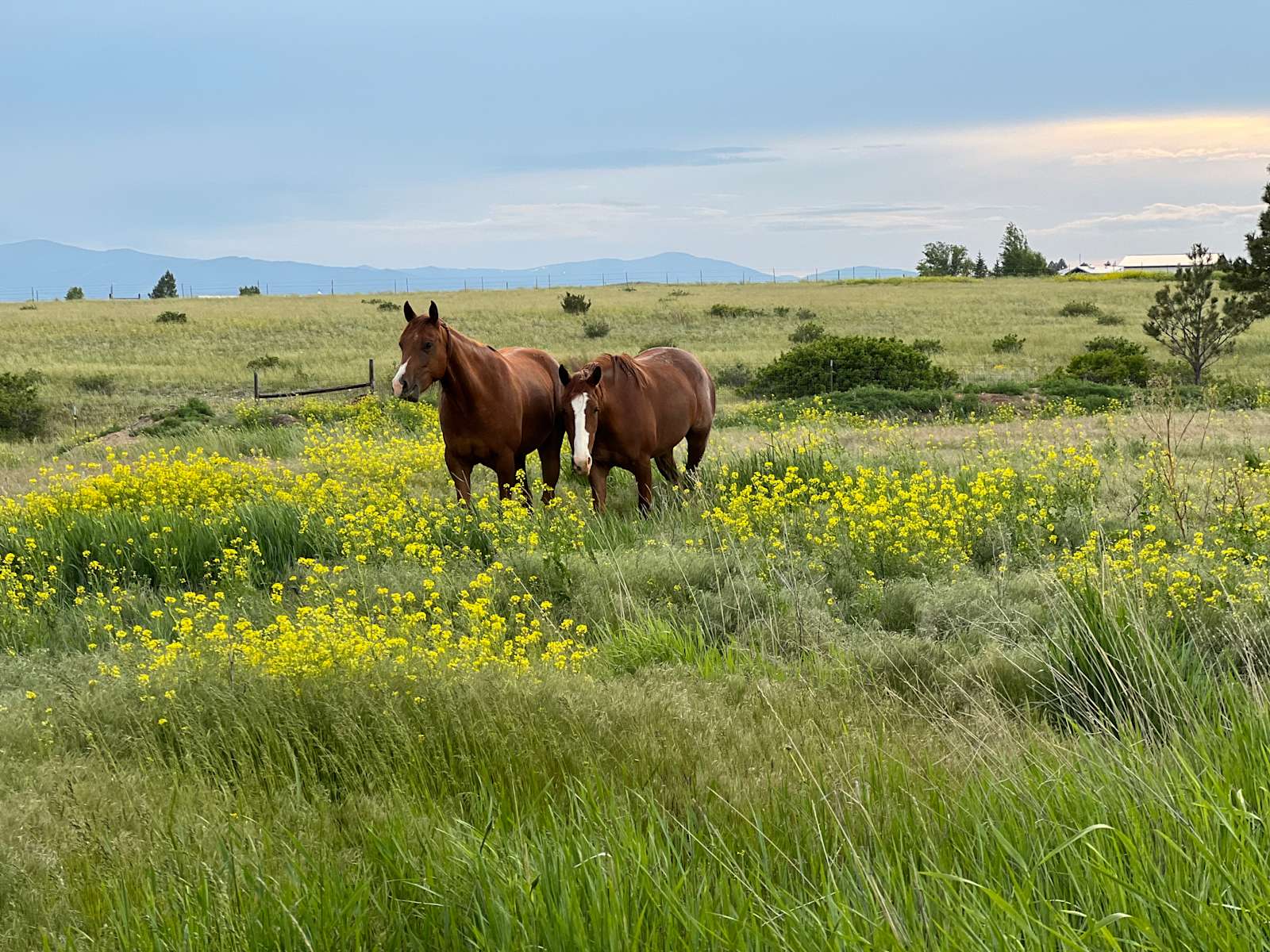 Tea Meadows - Hipcamp in Helena, Montana