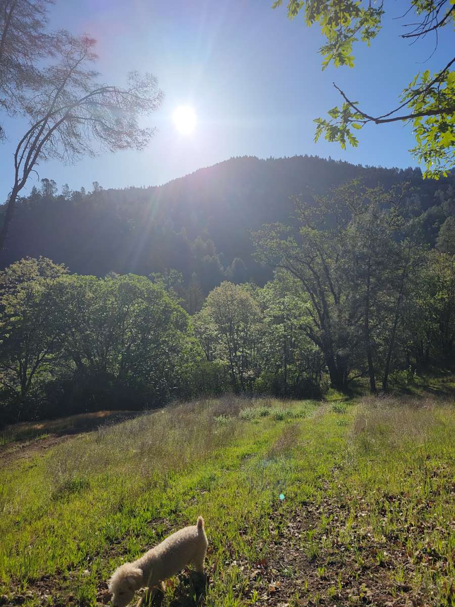 Russian nudist forest camp Rebecca's Nudist Farm - Hipcamp in Willits, California
