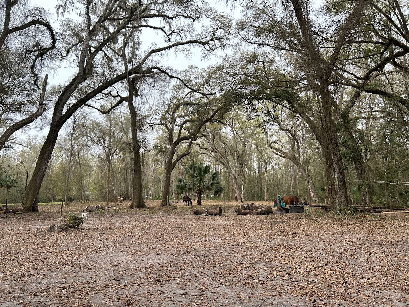 Dixie Hideaway - Hipcamp in Old Town, Florida