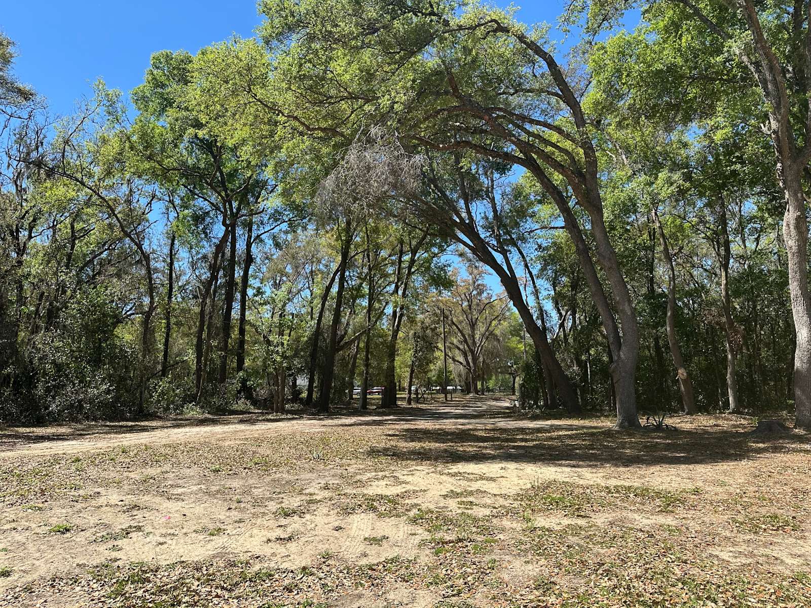 Pineapple Rv Pineapple Paradise RV Site - Hipcamp in Summerfield, Florida