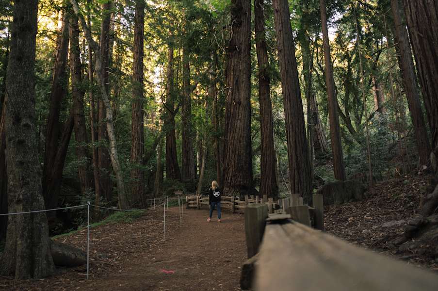 Pfeiffer Big Sur Campground Pfeiffer Big Sur Ca 60 Hipcamper Reviews And 118 Photos