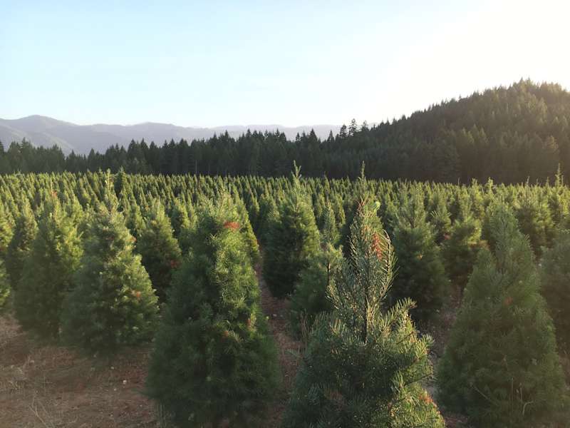 Hot Tub Christmas Tree Farm W Views Christmas Tree Heaven Or 38 Hipcamper Reviews And 65 Photos