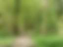Grass Camping Pitch