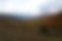 Free Verse Farm