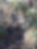 Three Rivers Campground, Lincoln National Forest - Main photo