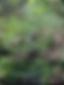 Morningstar - Photo 3