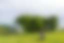 Stone Creek Farm