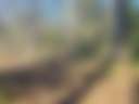 Pine forest, 5 minutes to the beach - Photo 3