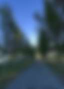 Poplar avenue leading to the Dam area