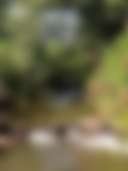 Green Heart Medicinal Herb Farm