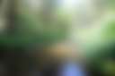 160 Acres amidst National Forest - Photo 3