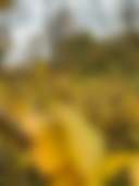 Wild Appalachia ⛺️ - Photo 3