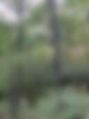 Golden pond is treated regularly for mosquitos