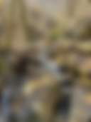 Sasquatch Farm - Main photo