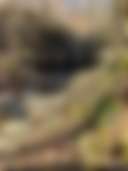 Sasquatch Farm - Photo 3