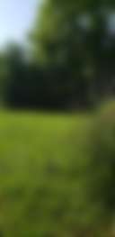 Wildflower Woods Edge - Photo 3