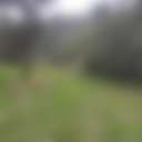 Timbarra Valley - Photo 2