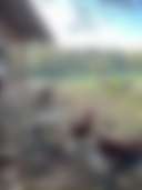 Creekside Orchard - Photo 2
