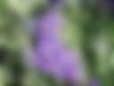 Aloomba Lavender Farm - Photo 2
