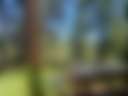 Peace in the Pines