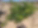 Black Star Ranch Vineyard - Photo 2