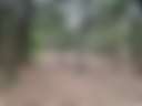 Too Many Oaks Plantation - Main photo
