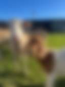 Chookhouse Farmstay Vale View - Photo 3