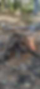 PARTY IN THE WOODS - Photo 2