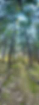Mosswood Forest