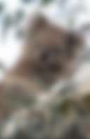 Merrimans Creek Seculsion - Photo 2
