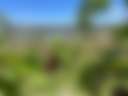 Hillside Harvest - Photo 2