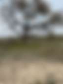 Whispering Oak Ranch - Photo 2