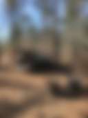 Charlotte's Whispering Pine Farm - Photo 3