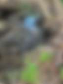Whispering Winds Creekside Retreat