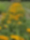 Black Sheep Flower Farm - Photo 3