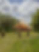 bell tent