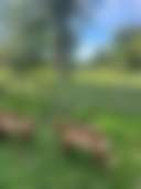 Rocking Horse Camping Farm - Photo 3
