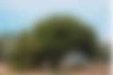 Kangoroo tree spot