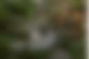 Toolangi Springwater Forest Camp - Photo 3