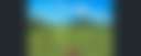 Dandelion Farm - Photo 2
