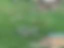 The beautiful farm animals of Gnome Hollow.