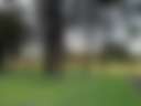 Boyup tree scape