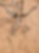 Desert Mermaid Ranch - Photo 2