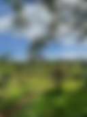 Living Circle Farms Hawaii - Photo 3