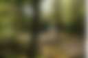Off Grid Black Yurt - Photo 2