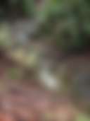Amaya Creek Redwood Campground - Photo 2